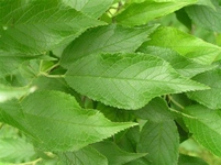 Erik Yaprağı Özellikleri ve Faydaları