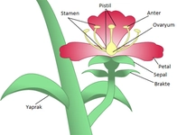 Taç Yaprak Özellikleri ve Faydaları Nelerdir?