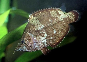 Yaprak Balığı Kullanımı ve Faydaları Nelerdir?