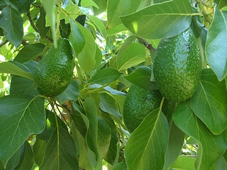 Avokado Yaprağı Böbrek Taşına Faydaları ve Kürü