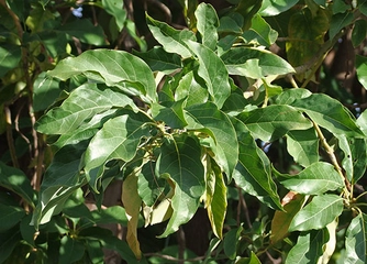 Avakado Yaprağı Çayı Özellikleri ve Faydaları Nelerdir?