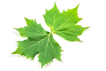 Çınar Yaprağı Kürü Tarifi ve Malzemeleri